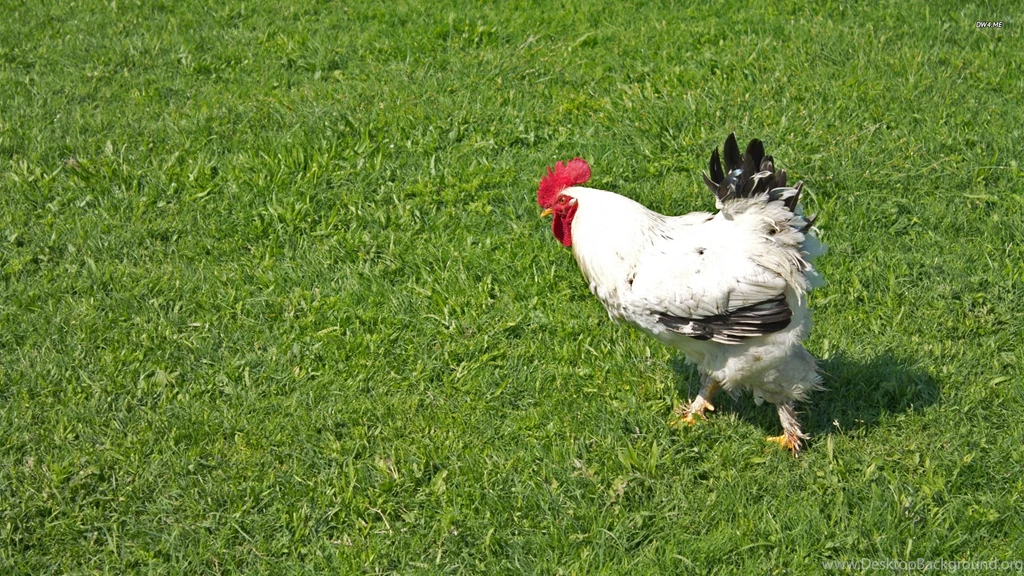Rooster Wallpapers Animal Wallpapers
