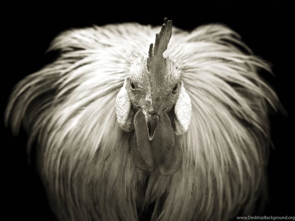 Chicken Pictures Domestic Chicken Bird Photos