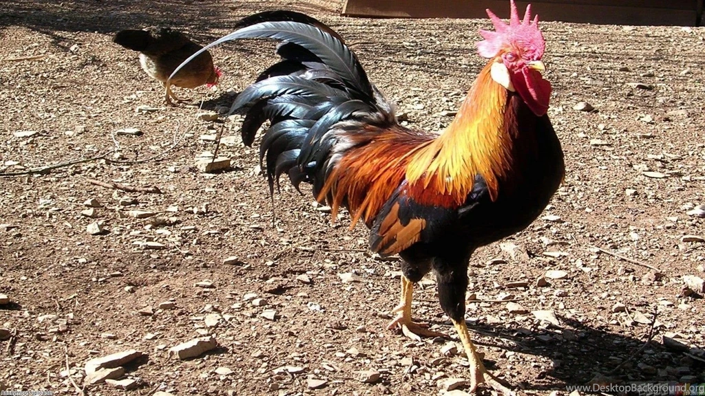 Big Rooster Wallpapers