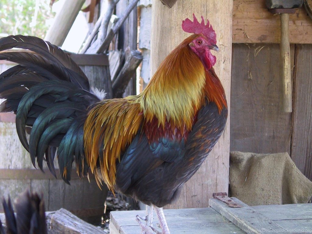 Rooster >> HD Wallpaper, Get It Now!