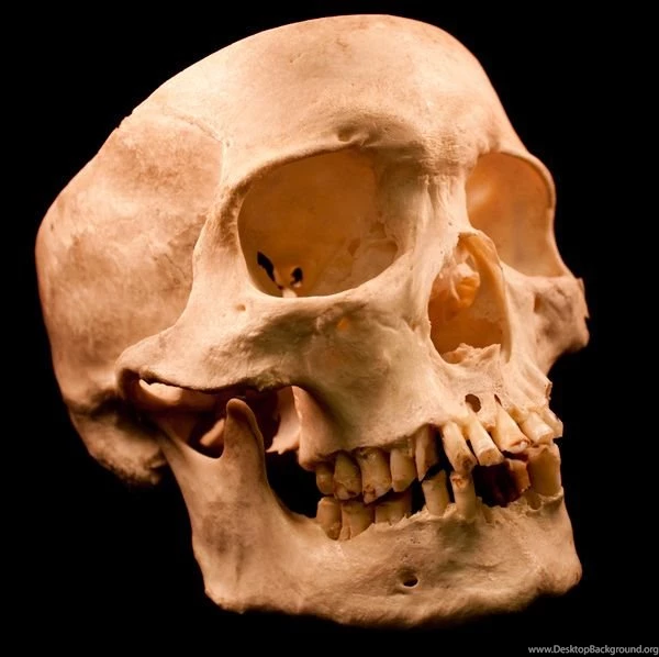 Human Skulls – 54 Free Images