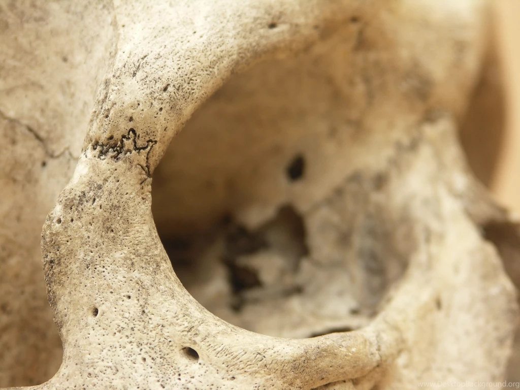 Human Skull 03 Jpeg By Pronus On DeviantArt