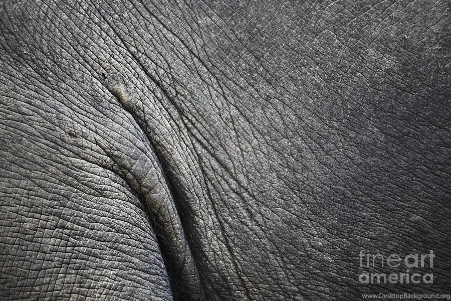 Texture of elephant skin use for background chavalit kamolthamanon.jpg