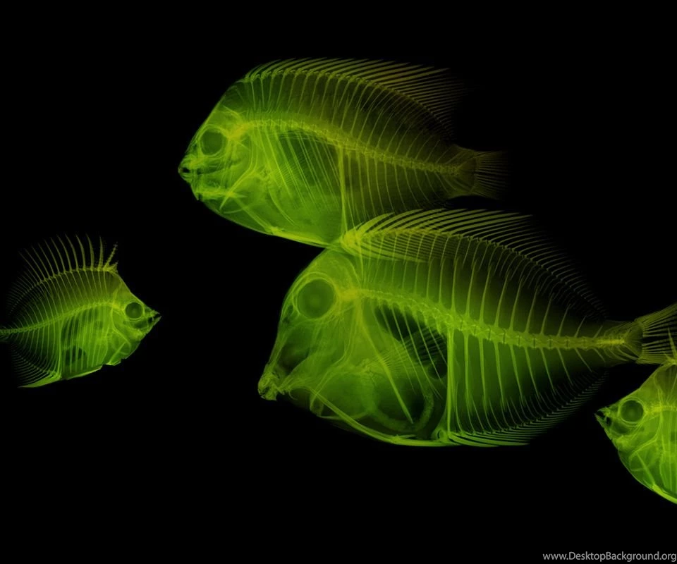 Leaked T Mobile G2 ROM Unveils A Few New HTC Wallpapers