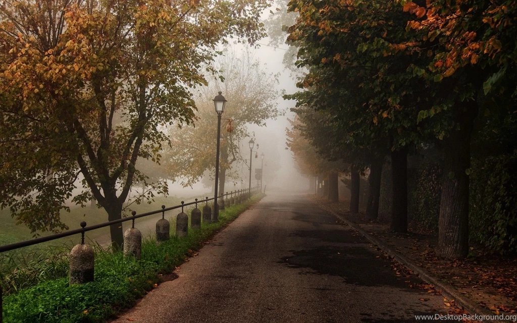 Mystic Road & Trees Wallpapers