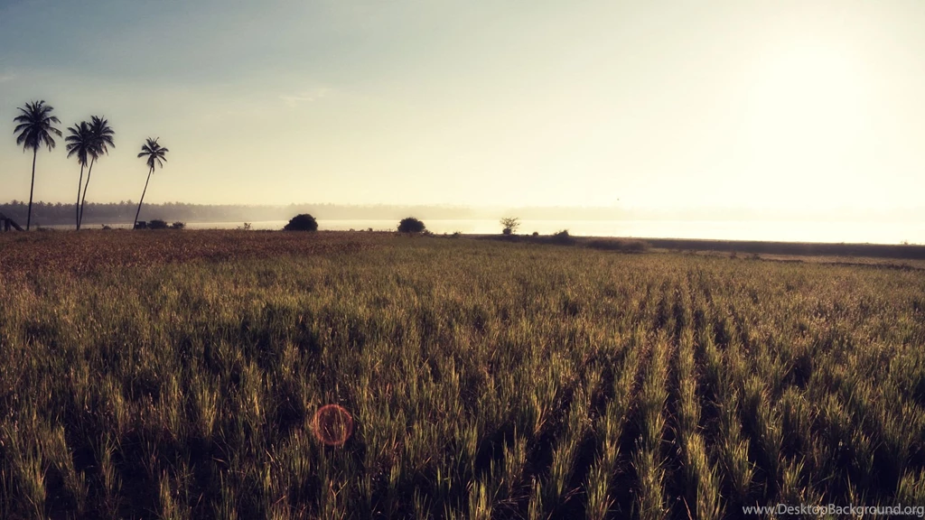 Theme Bin» Blog Archive » Mystic Morning HD Wallpapers