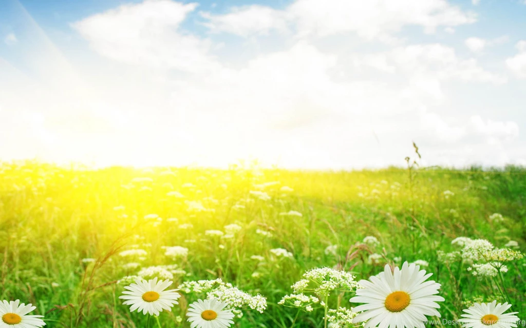 Download Wallpapers 3840x2400 Daisies, Field, Flowers, Summer Ultra ...