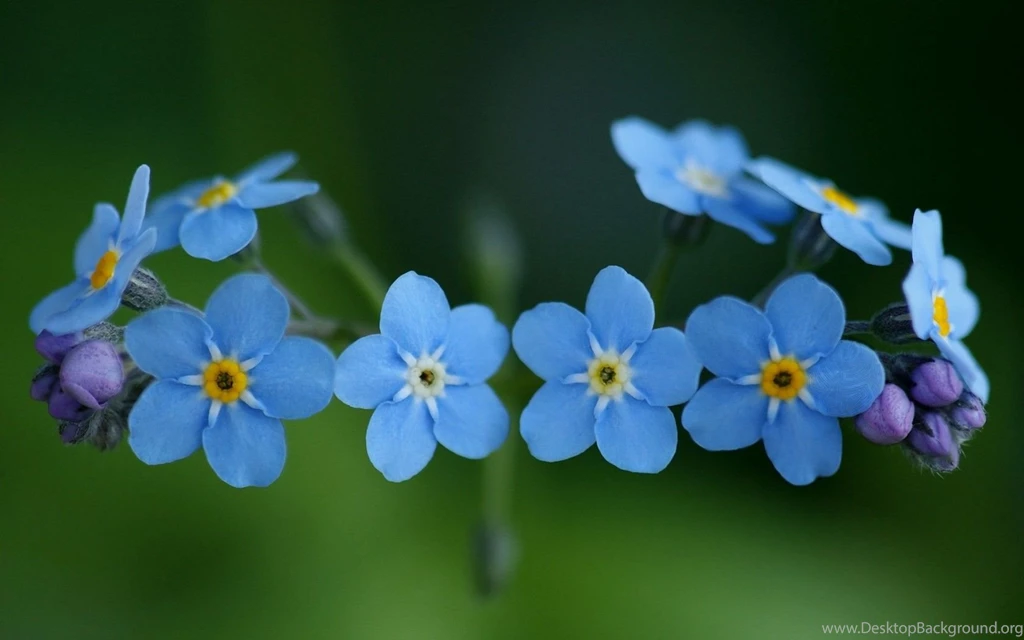 Free Download Blue Flowers Crown Wallpapers Free, HQ Backgrounds ...