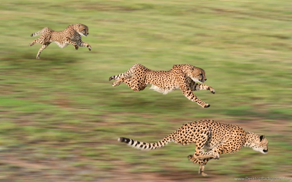 Cheetah Computer Wallpapers, Desktop Backgrounds