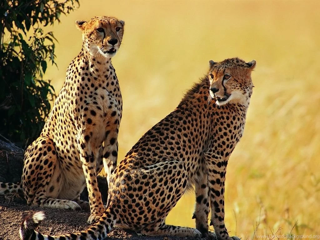 1024x768 Cheetah Brothers Desktop PC And Mac Wallpapers
