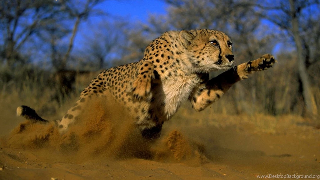 Hunting Cheetah Wallpapers