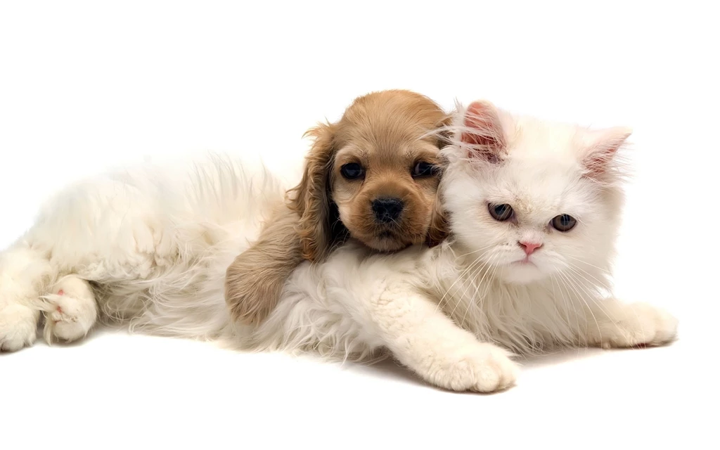 Wallpapers Of Dog And Cat SC5T