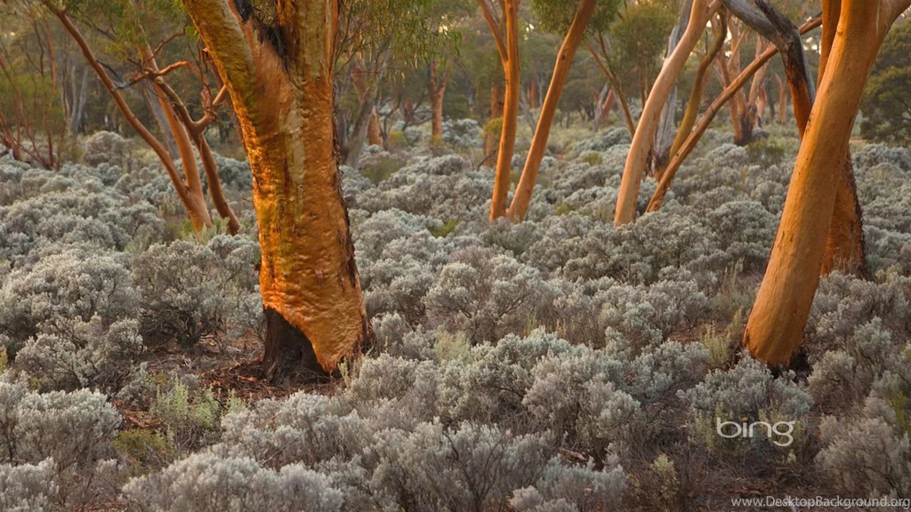 Download 1366x768 Bing Wild Bush Wallpapers