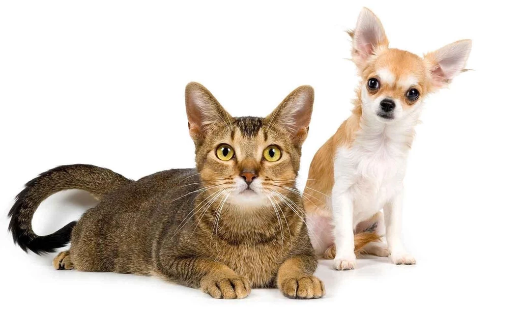 Desktop images of a dog and cat.jpg