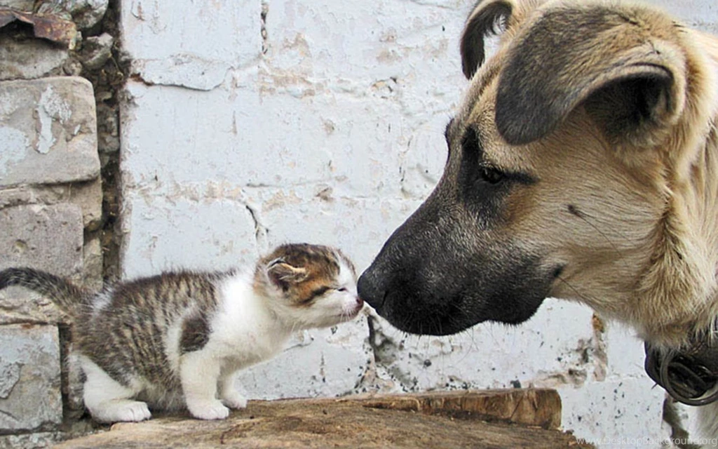 Dog And Cat Wallpapers Teddybear64 Wallpapers (16835042) Fanpop