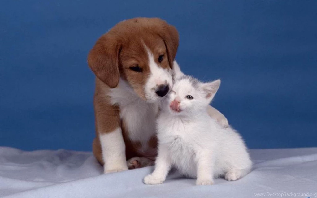 Dog And Cat Wallpapers Teddybear64 Wallpapers (16835281) Fanpop
