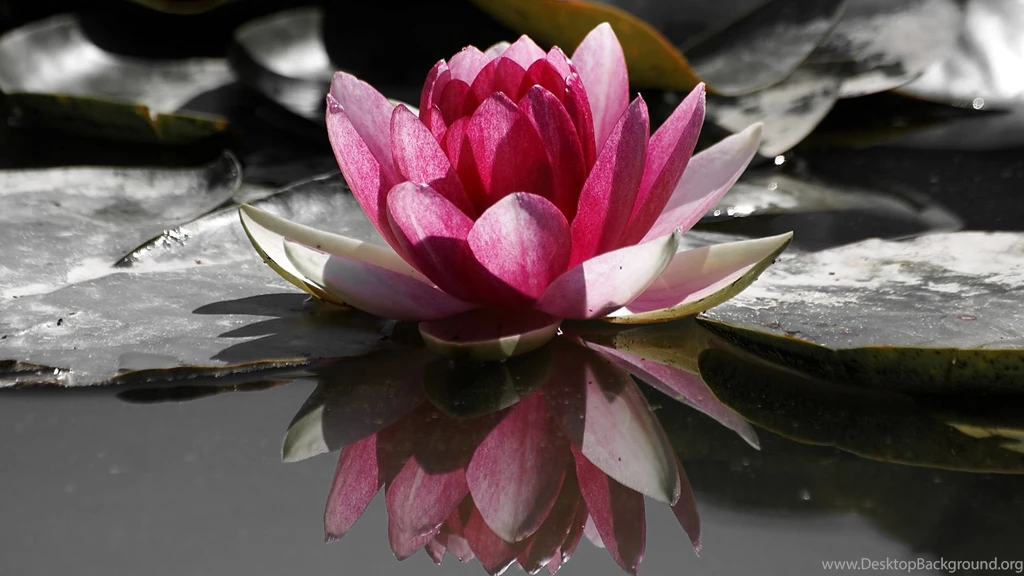 Super Lotus Flower Wallpapers