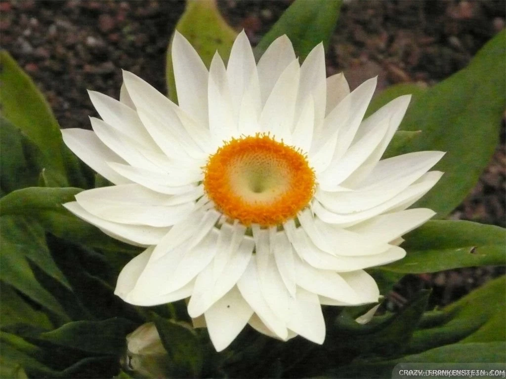 White Lotus Wallpapers   Crazy Frankenstein