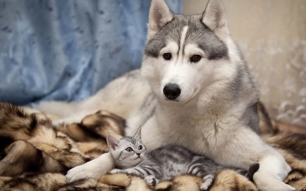 Cute And Funny Dog And Cat Pictures 85SD