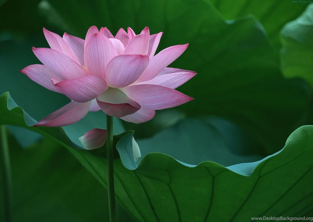 Pictures Of A Lotus Flower HD Wallpapers Pretty