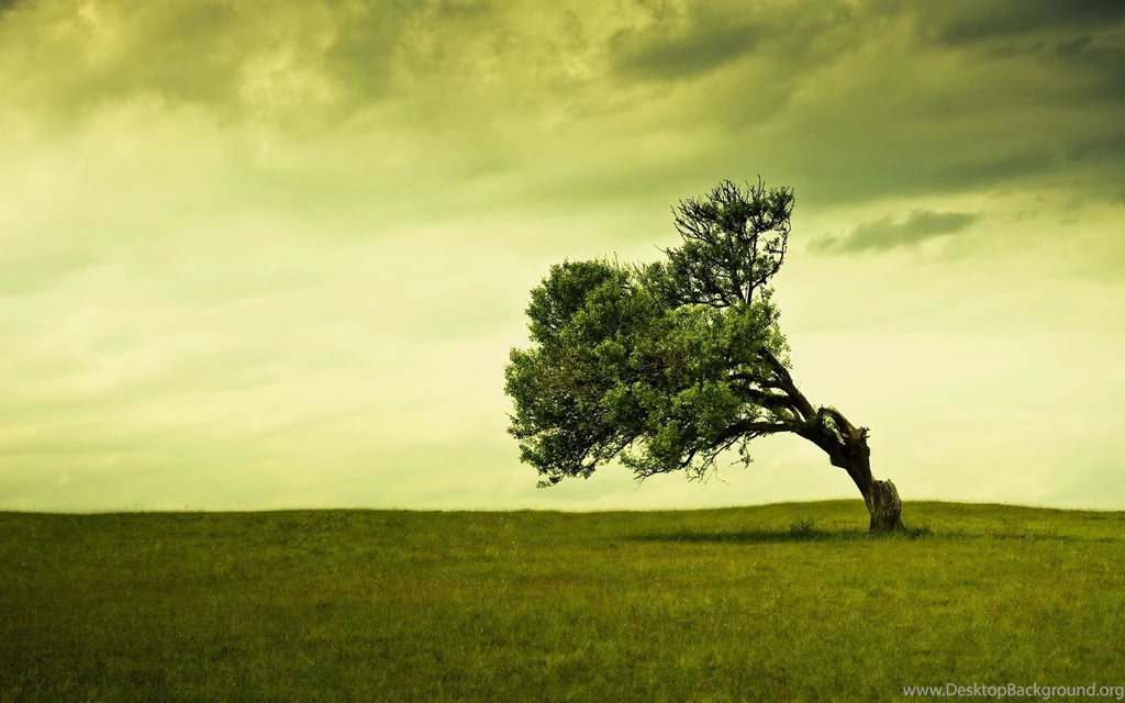 Leaning Tree Desktop Wallpapers