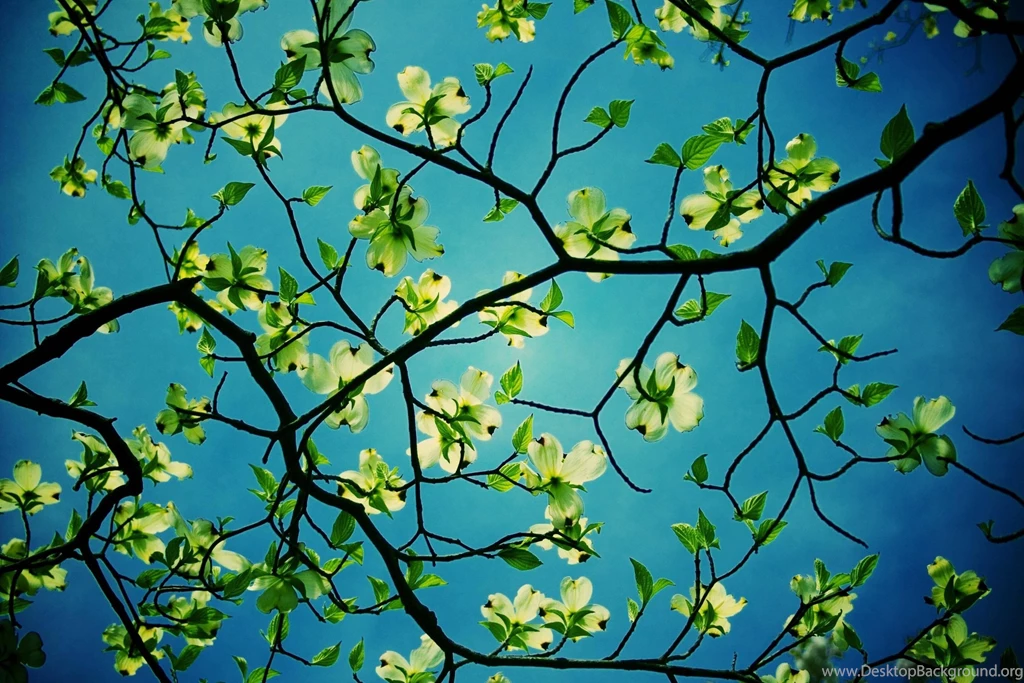 Tree Wallpapers Full Hd Wallpapers Search