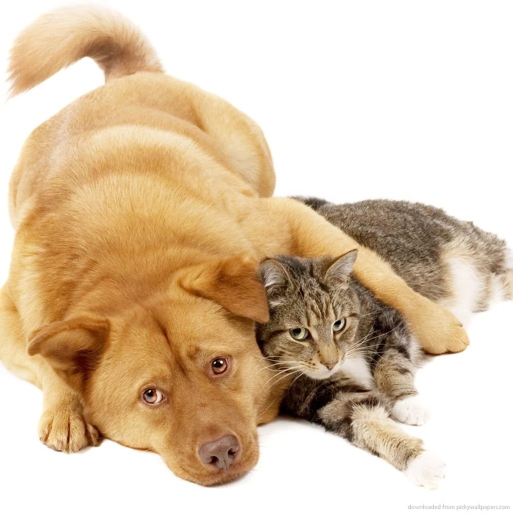 Download Dog And Cat Wallpapers For IPad