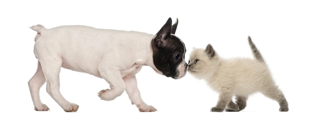 BULLDOG Dog Dogs Canine Puppy Baby Kitten Cat Wallpapers ...