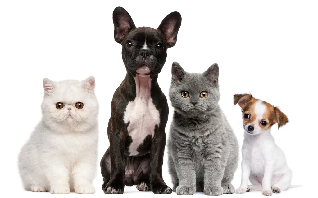 Cats Dogs Wallpapers Retina Hd Download 10 Jpg Resimkoy Desktop
