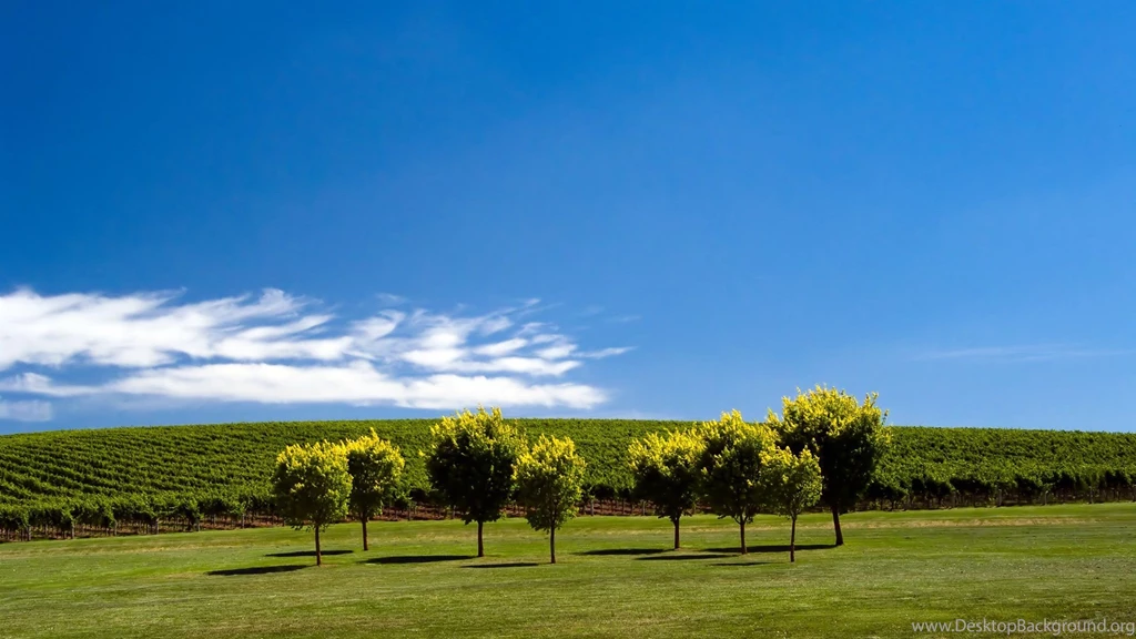 Trees HD Wallpapers & Backgrounds Nature Leaves Pictures