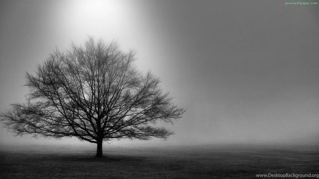 Tree Black And White HD Desktop Wallpapers 4241   Amazing Wallpaperz