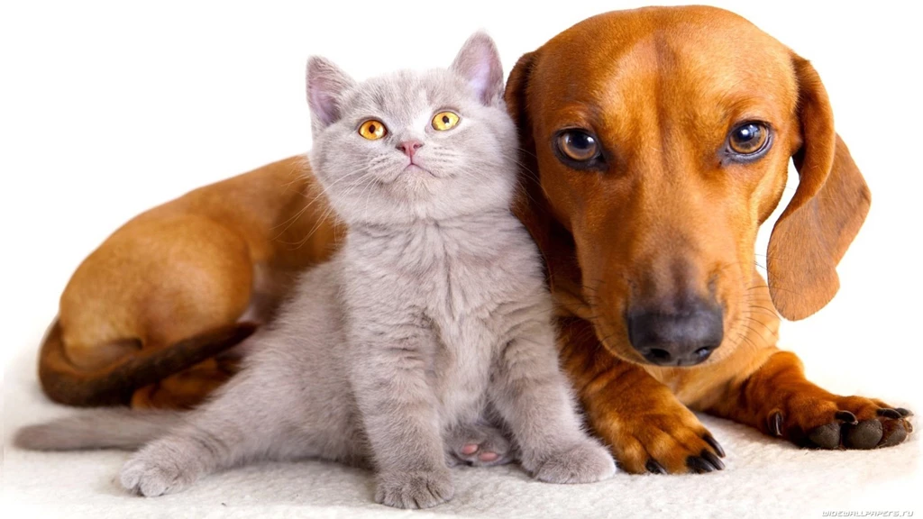 Small Gray Cat And Dog Wallpapers And Images Wallpapers ...