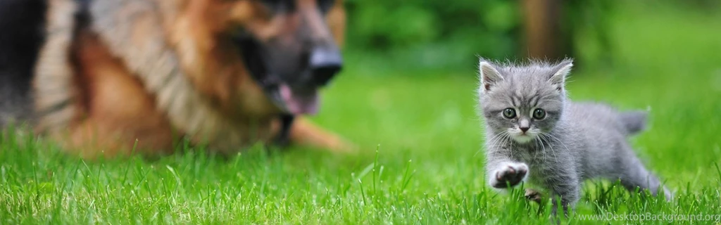 Download Wallpapers 3840x1200 Dog, Cat, Blurring, Grass, Walk Dual ...