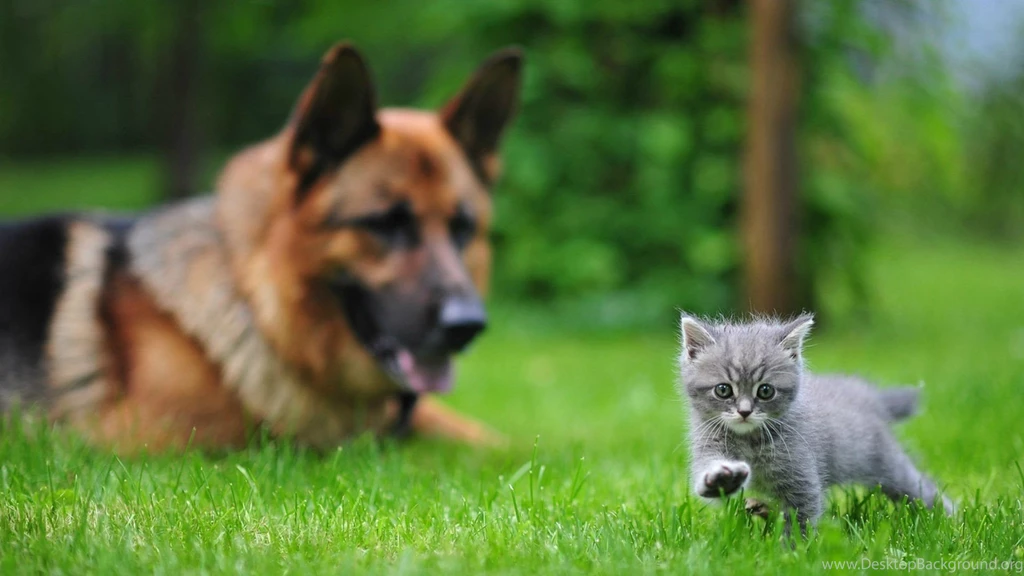 Desktop picture of a dog and cat wallpaper.jpg