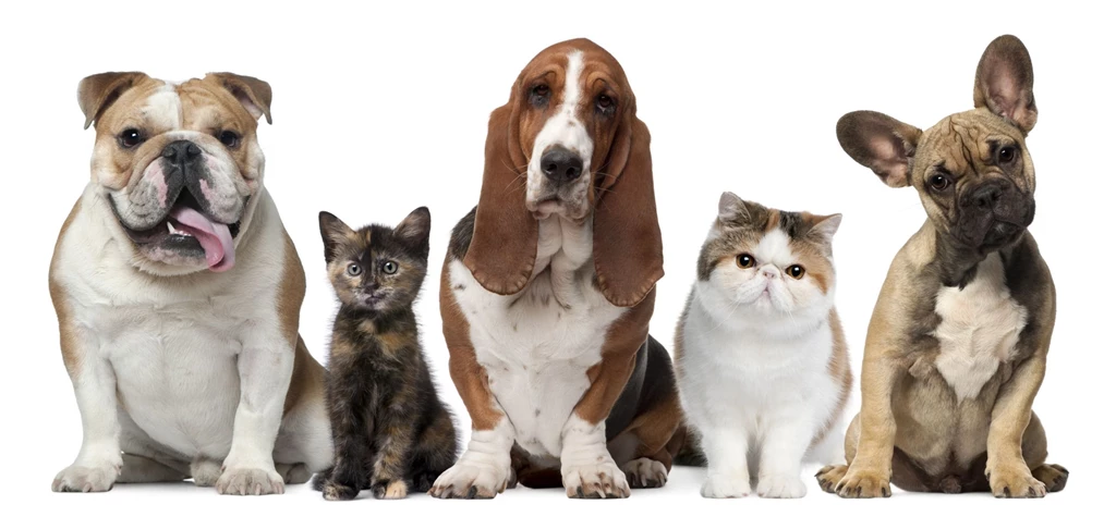Desktop images of dog and cat.jpg