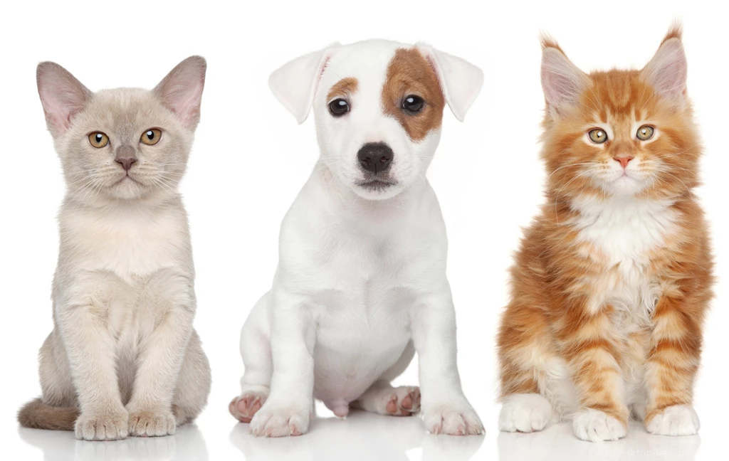 Burmese Jack Russell Terrier Maine Coon Kitten Puppy Dog Cat ...