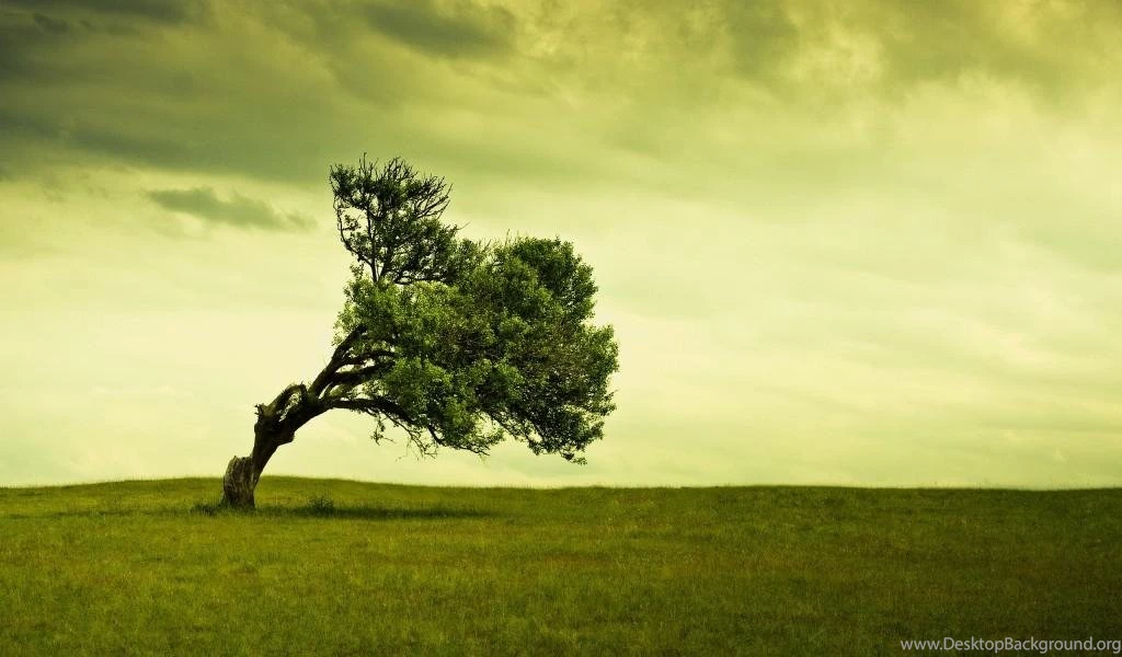 Desktop Nature Wallpapers Tree At Lake Wanaka Desktop Backgrounds ...