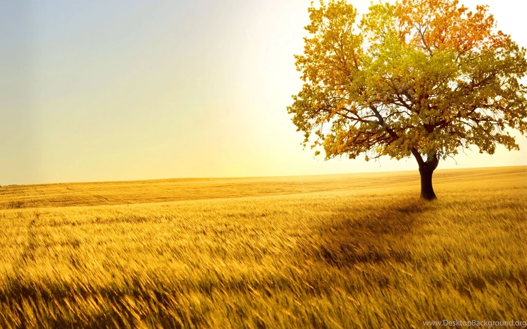2560x1600 Tree Desktop PC And Mac Wallpapers
