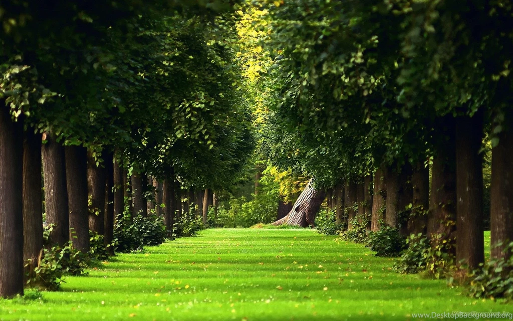 Trees HD Wallpapers HD Wallpaper Backgrounds Of Your Choice