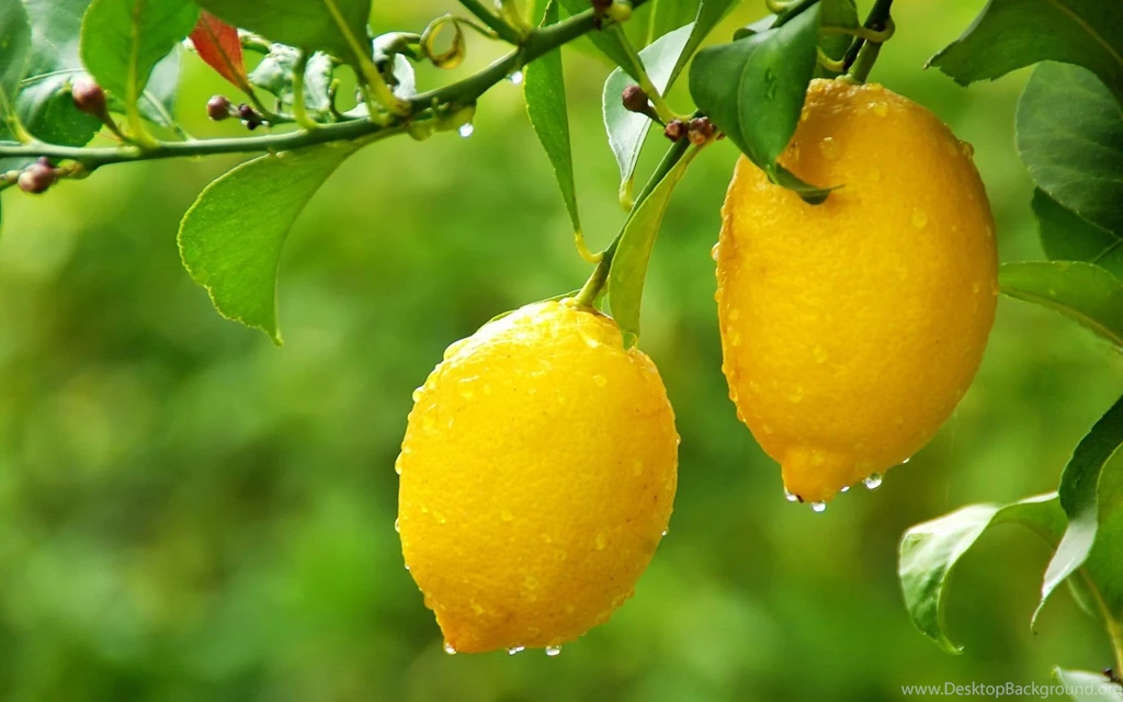 Lemon Tree Wallpaper.