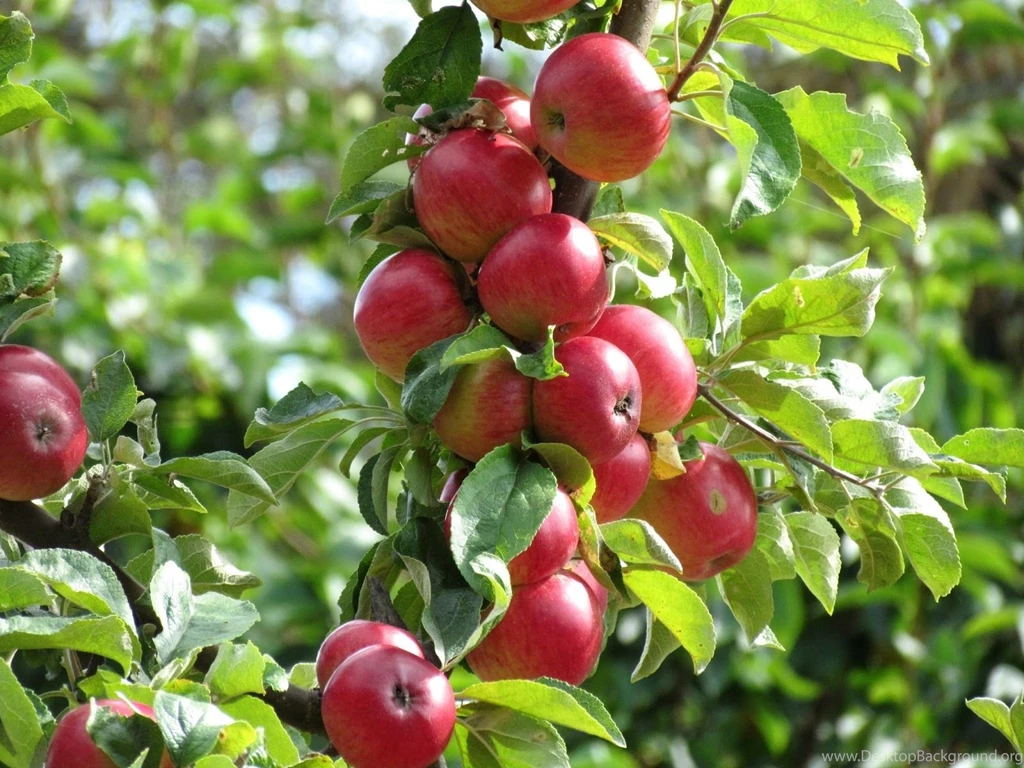 Apple Tree Desktop Wallpapers , New Wallpapers, New Wallpapers