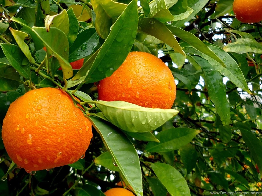 Orange Tree Desktop Wallpapers Orange Tree Images, New Wallpapers
