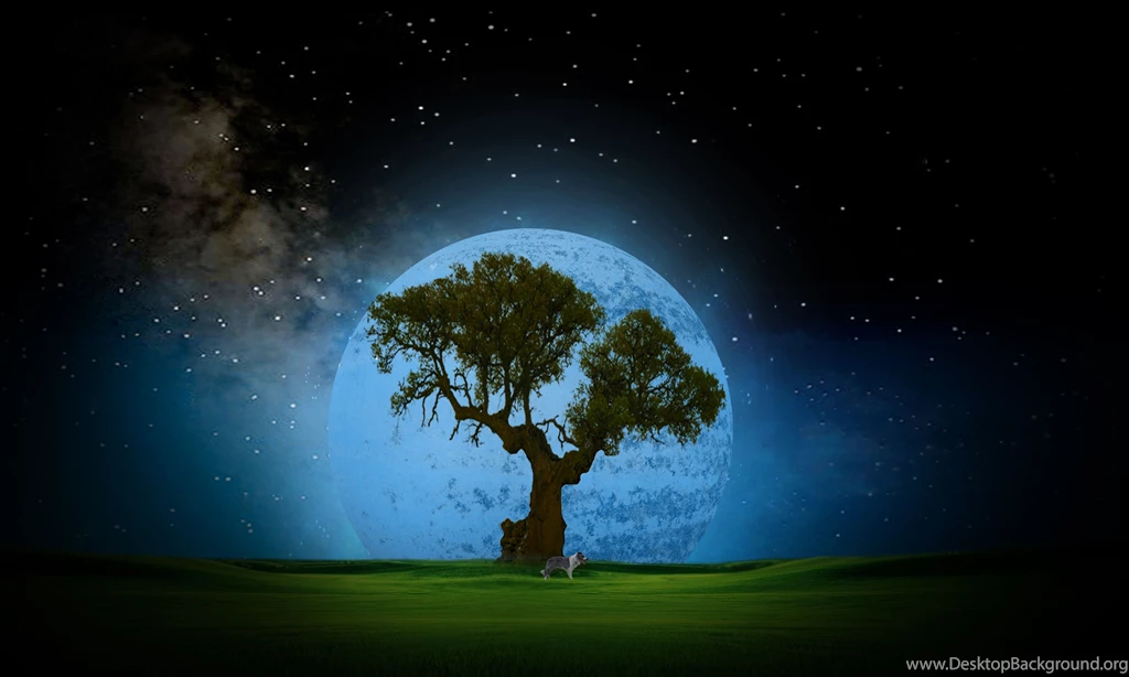 Tree At Night Desktop HD Wallpapers 4469 Amazing Wallpaperz