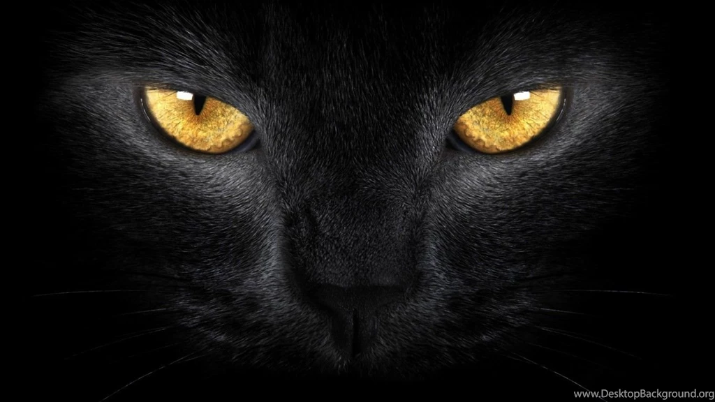 Wallpapers Black Cat And Moon Eyes 1366x768