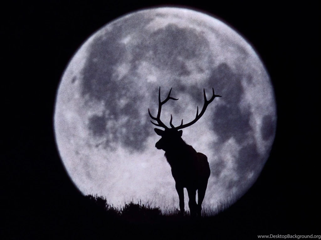 Wallpapers Night, Black, Moon, Deer, Deer And Full Moon.