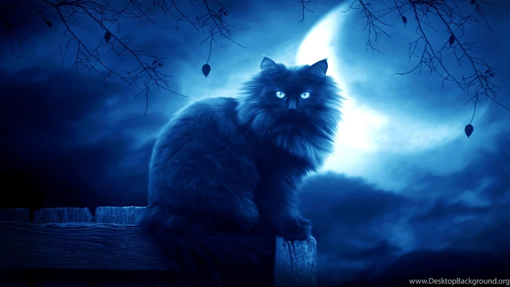 Download Wallpapers 2560x1440 Cat, Black, Moon, Night, Silhouette ...
