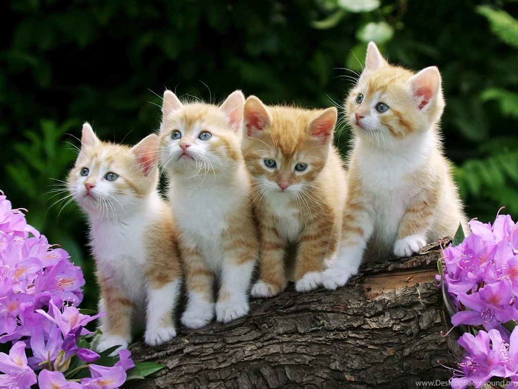 Cat Wallpapers