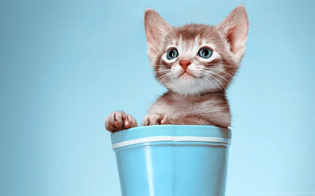 Cat computer wallpaper free 130807 1680x1050.jpg