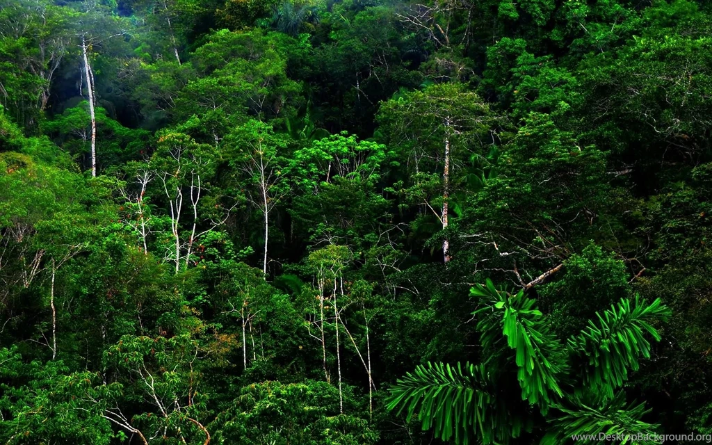 Tropical Rainforest HD Wallpapers