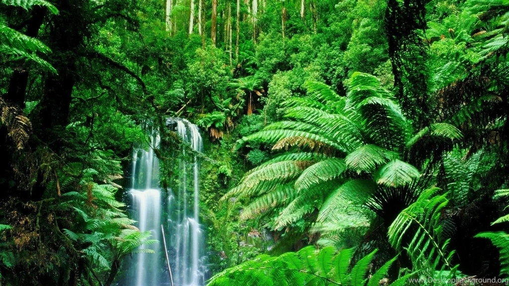 Rainforest Scene Of Forest With Lot Of Greenary HD Desktop Wallpaper.jpg
